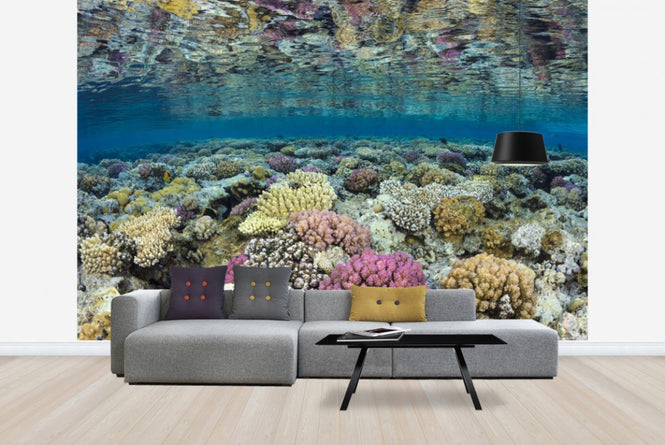 PHOTOWALL / Shallow Reef (e23673)
