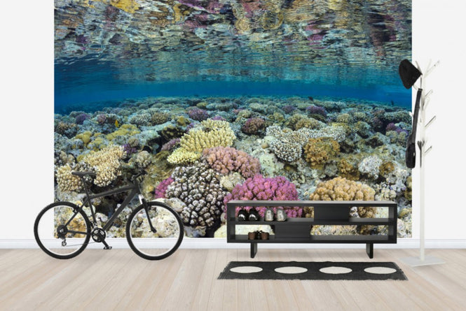 PHOTOWALL / Shallow Reef (e23673)