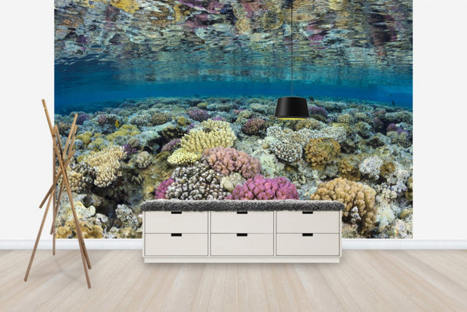 PHOTOWALL / Shallow Reef (e23673)
