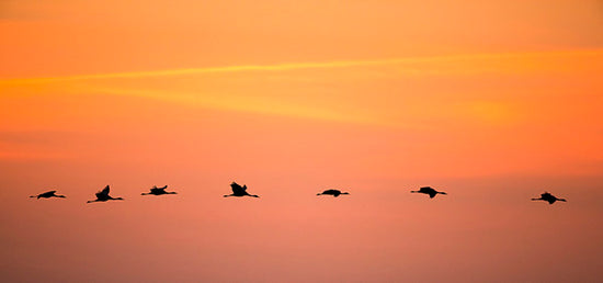 PHOTOWALL / Cranes in Sunrise (e23687)