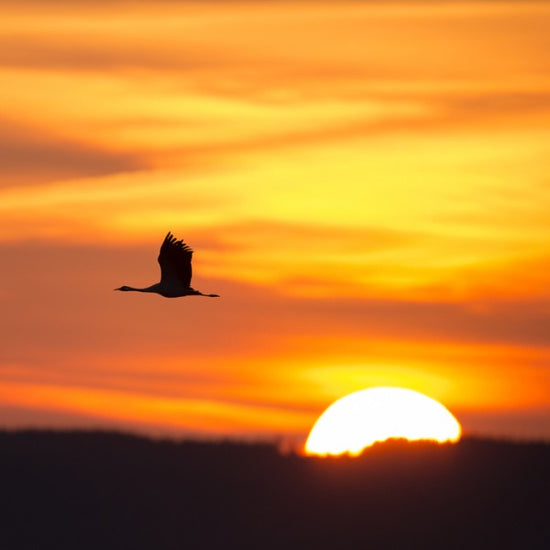 PHOTOWALL / Crane and a Beautiful Sunrise (e23688)