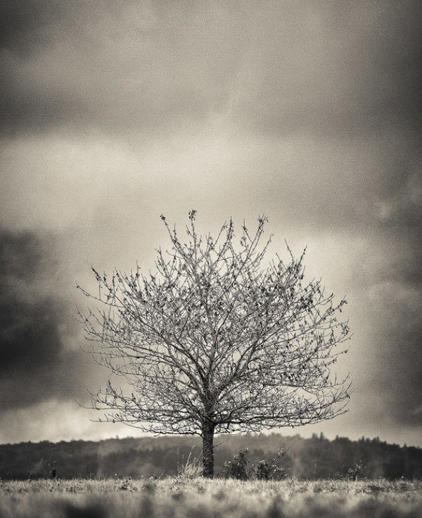PHOTOWALL / Tree in Halland - Sweden (e23695)