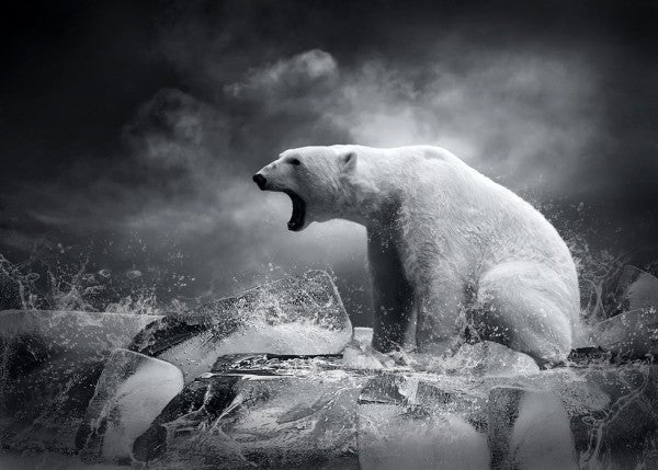 PHOTOWALL / White Polar Bear Hunter (e40054)