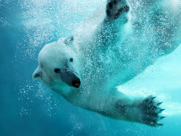 PHOTOWALL / Underwater Polar Bear (e40064)