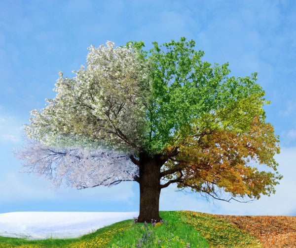 PHOTOWALL / Tree of Four Seasons (e40068)