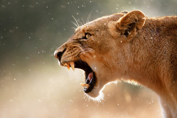 PHOTOWALL / The Lions Roar (e40072)