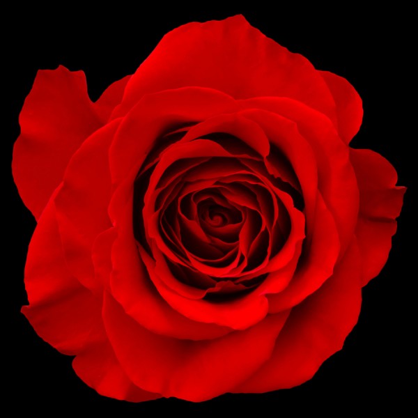 PHOTOWALL / Red Rose Isolated (e40095)
