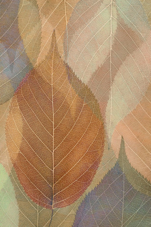 PHOTOWALL / Autumn Leaf Pattern (e23715)
