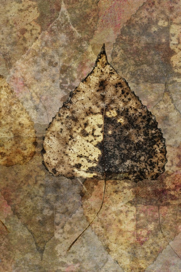 PHOTOWALL / Fallen Birch Leaf Pattern (e23721)