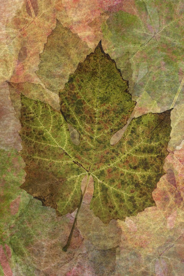 PHOTOWALL / Fallen Grape Leaf Pattern (e23722)