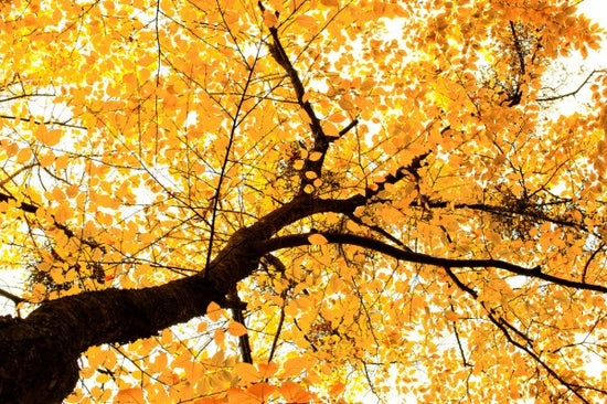 PHOTOWALL / Golden Leaves (e40120)