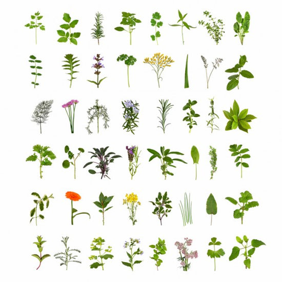 PHOTOWALL / Herb and Flower Collection (e40129)