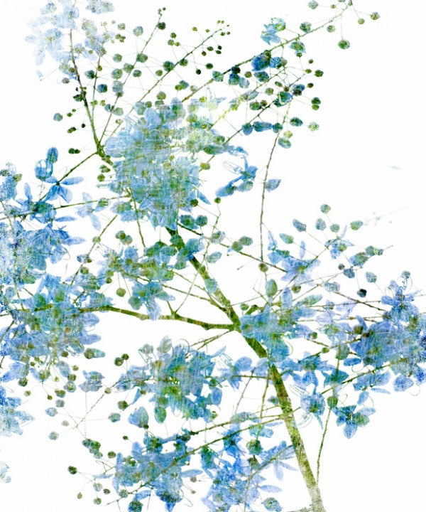 PHOTOWALL / Blue Flower Blossom (e40172)
