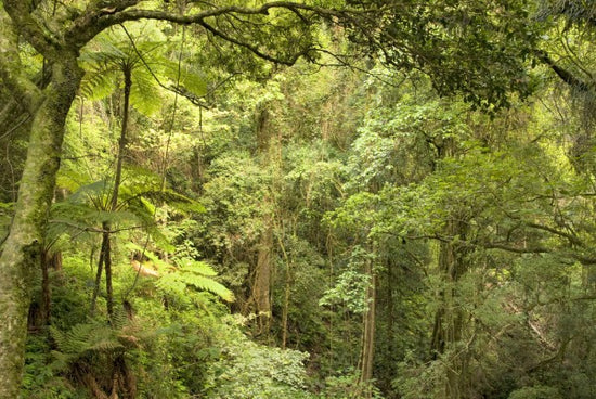 PHOTOWALL / Bunya Mountains National Park (e40185)