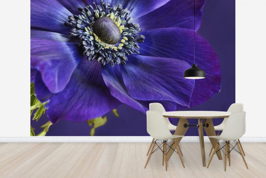 PHOTOWALL / Indigo Anemone (e23728)