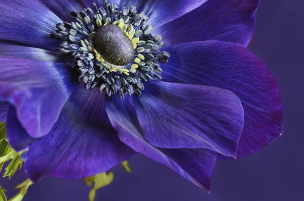PHOTOWALL / Indigo Anemone (e23728)