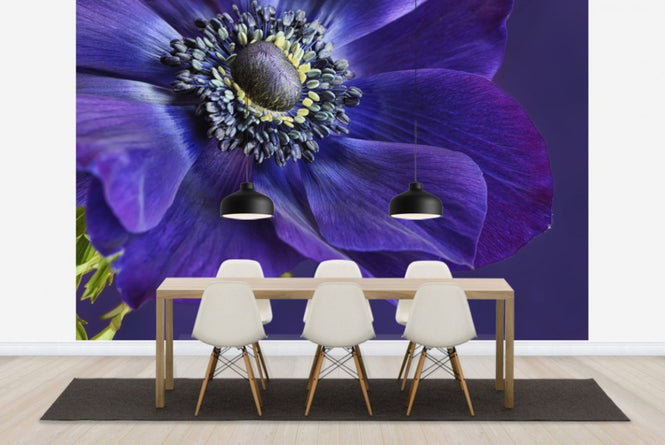 PHOTOWALL / Indigo Anemone (e23728)
