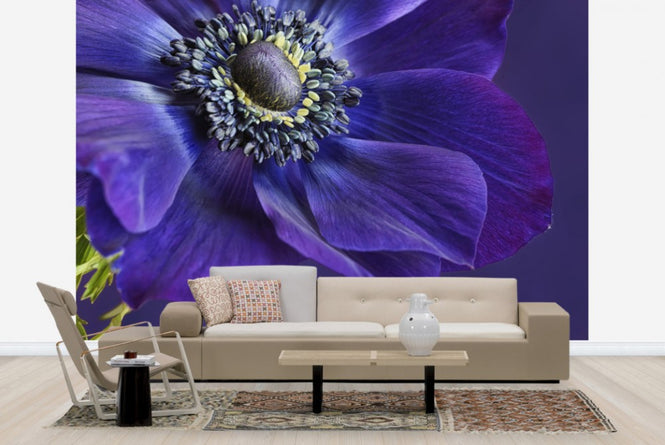 PHOTOWALL / Indigo Anemone (e23728)