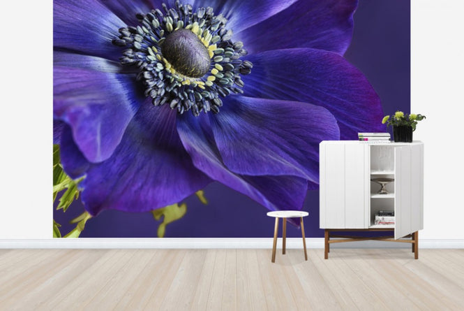 PHOTOWALL / Indigo Anemone (e23728)