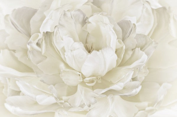 PHOTOWALL / Ivory White Double Tulip (e23729)