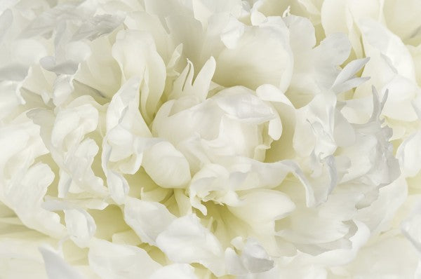 PHOTOWALL / Ivory White Peony (e23730)
