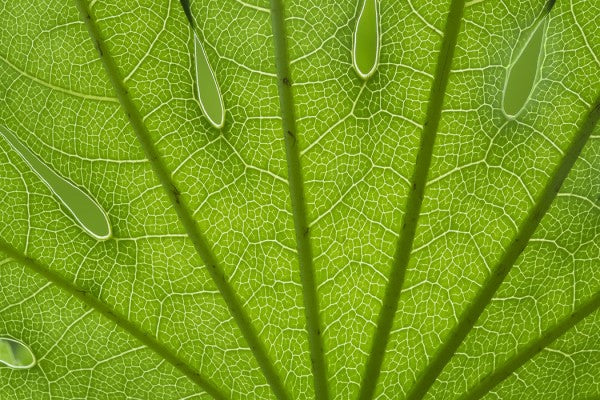 PHOTOWALL / Leaf Macro (e23731)