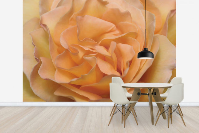 PHOTOWALL / Orange Rose (e23736)