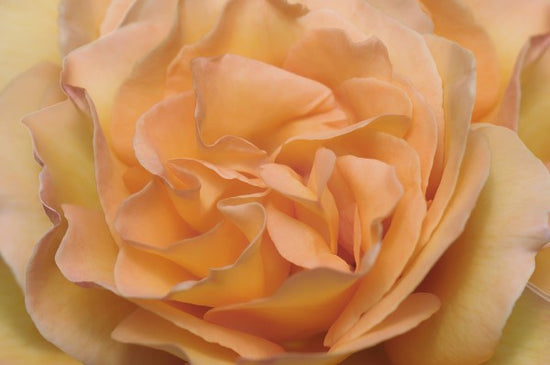 PHOTOWALL / Orange Rose (e23736)