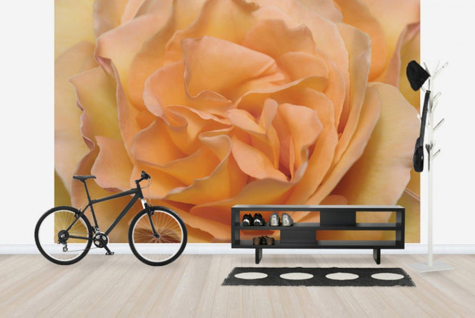 PHOTOWALL / Orange Rose (e23736)