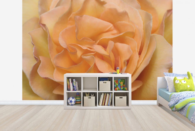 PHOTOWALL / Orange Rose (e23736)