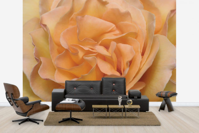 PHOTOWALL / Orange Rose (e23736)