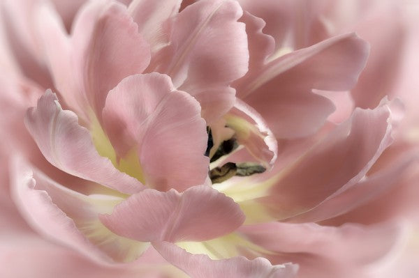 PHOTOWALL / Pastel Tulip (e23739)