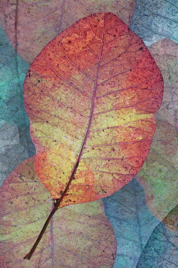 PHOTOWALL / Read Leaf Pattern (e23742)