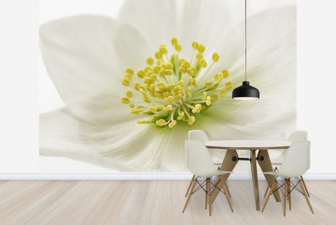 PHOTOWALL / White Christmas Rose (e23753)