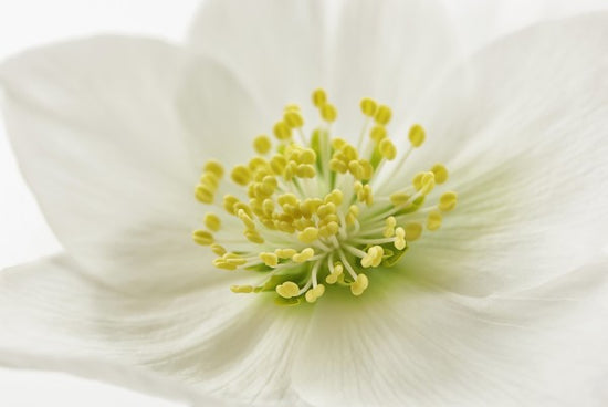 PHOTOWALL / White Christmas Rose (e23753)