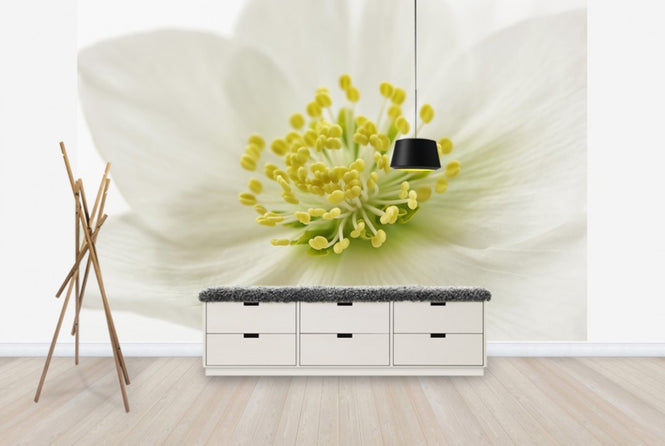 PHOTOWALL / White Christmas Rose (e23753)