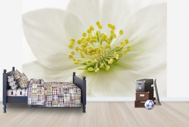 PHOTOWALL / White Christmas Rose (e23753)