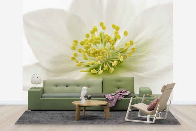 PHOTOWALL / White Christmas Rose (e23753)