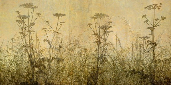 PHOTOWALL / Wildflowers Lining the Trail - Amber (e23756)
