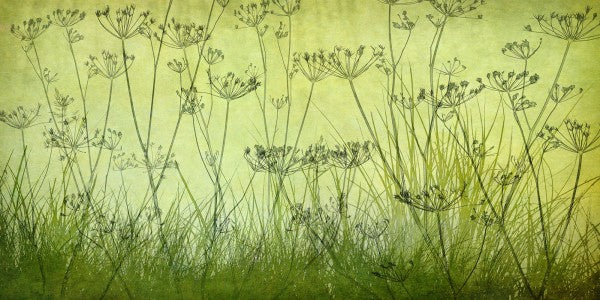 PHOTOWALL / Wildflowers Lining the Trail - Lime (e23759)