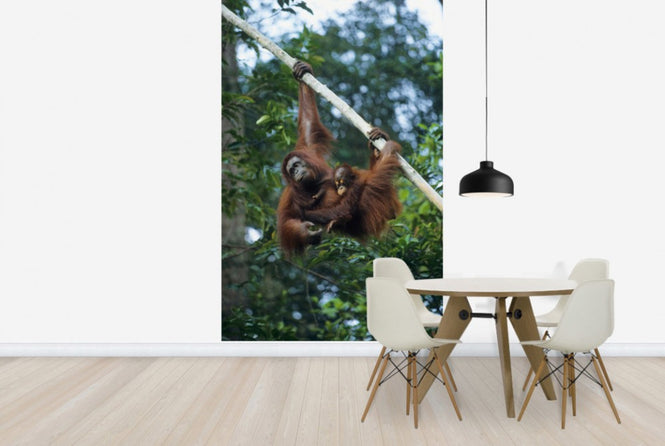 PHOTOWALL / Climbing Orangutan (e23789)