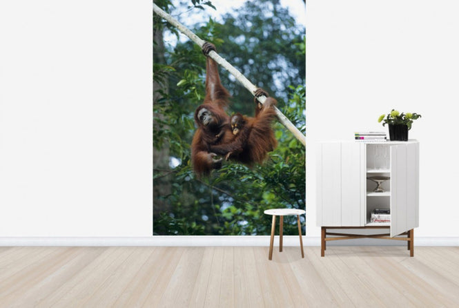PHOTOWALL / Climbing Orangutan (e23789)