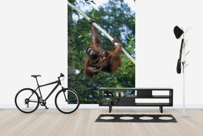 PHOTOWALL / Climbing Orangutan (e23789)