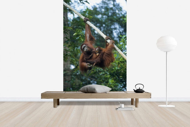 PHOTOWALL / Climbing Orangutan (e23789)