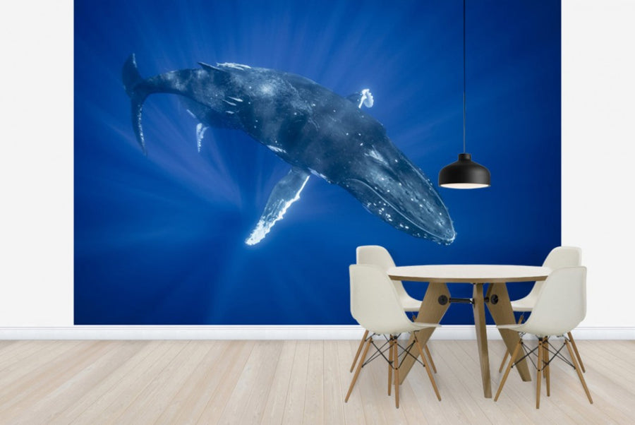 PHOTOWALL / Majestic Humpback Whale (e23791)