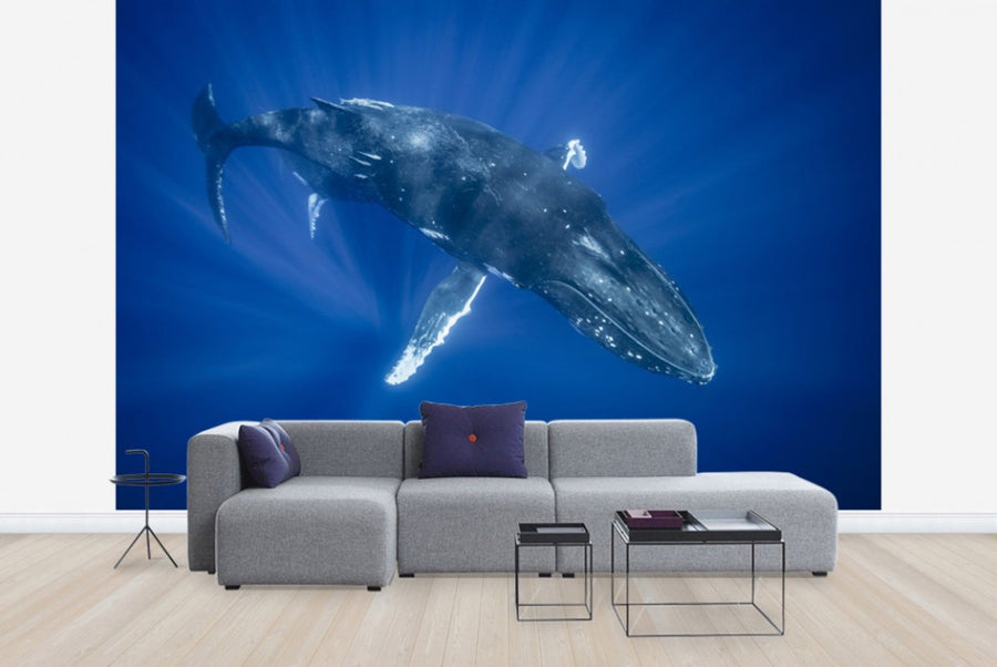 PHOTOWALL / Majestic Humpback Whale (e23791)