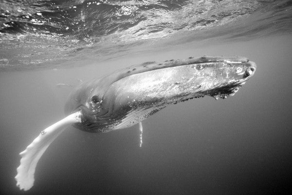 PHOTOWALL / Humpback Whale (e23799)