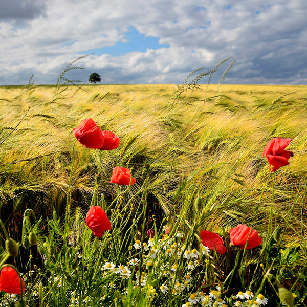 PHOTOWALL / Velvety Barley and Poppies Field (e23871)