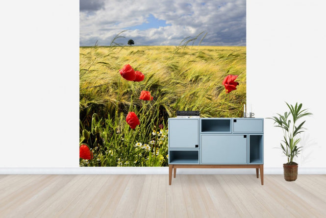 PHOTOWALL / Velvety Barley and Poppies Field (e23871)