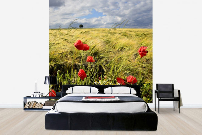 PHOTOWALL / Velvety Barley and Poppies Field (e23871)